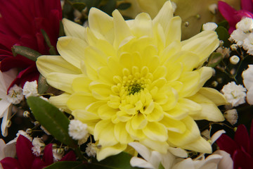 A bright bouquet of gerberas and chrysanthemums entwined with green sprigs of pistachio tree.