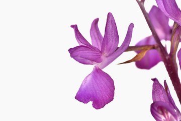 Fototapeta na wymiar Lax-flowered orchid (Orchis laxiflora), Crete