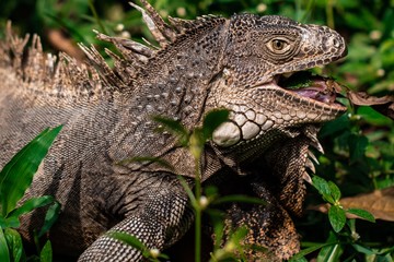 Iguana in grass