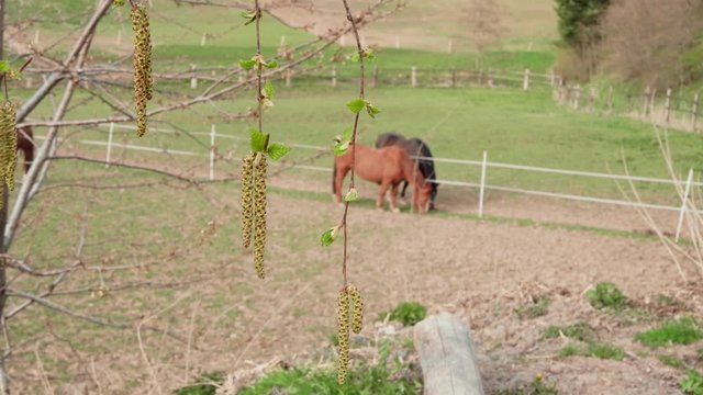 Spring concept, birch branch with aglets and two grazing brown horses nearby in farm paddock at day. Birch-tree with earrings and pair of domestic animals on pastures. New beginning concept on ranch