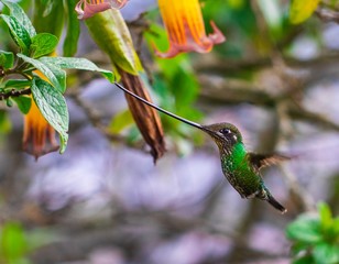 hummingbird in flight