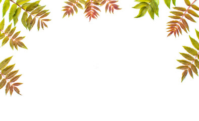 Live leaves of a plant lie on a white background