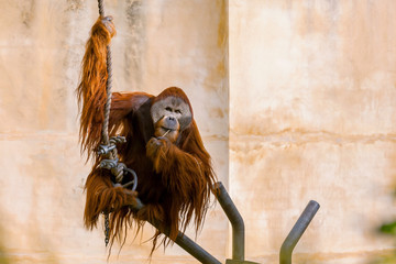 Sad looking Sumatran Orangutan (Pongo abelii) in captivity in zoo enclosure. The Orangutan are a...