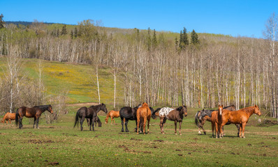 Horse Meeting in Spring
