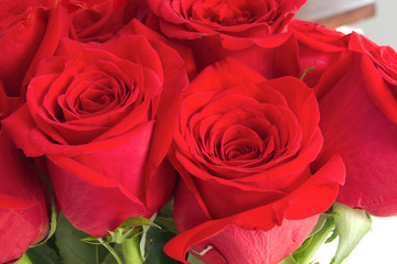 red roses flowers love bloom celebration romance