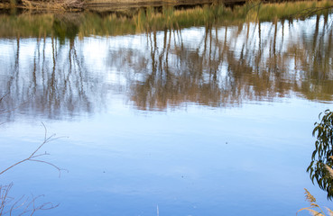Photo i took of a trees on the river bank quequen grande