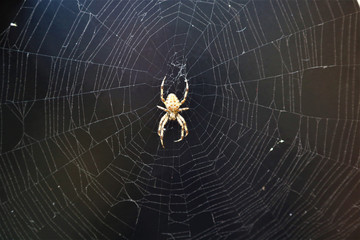 European Cross Spider (Araneus Diadematus) On Web.