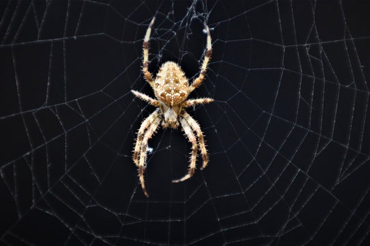 European Cross Spider (Araneus Diadematus) On Web.