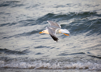 seagull flies with spread wings over the stormy sea