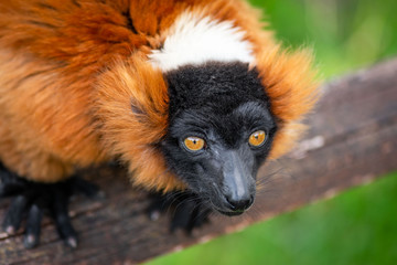 Portrait of a ruffed lemur, rare and interesting animal