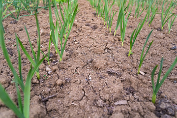 Onion garden field seed panted growing close up