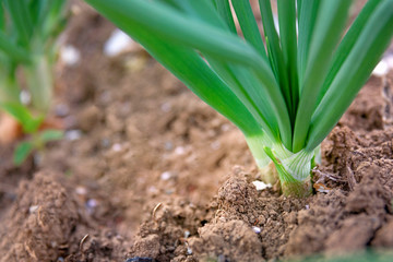 Onion garden field seed panted growing macro