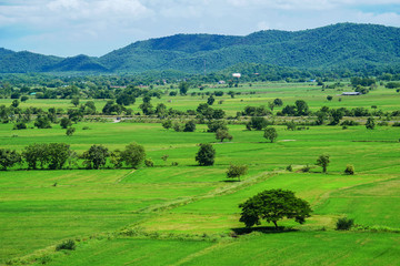 Fototapeta na wymiar green rice field mountain landscape Thailand