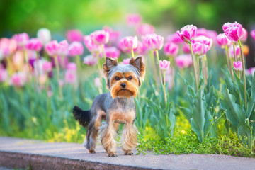 Yorkshire Terrier portrait on pink tulips © kwadrat70
