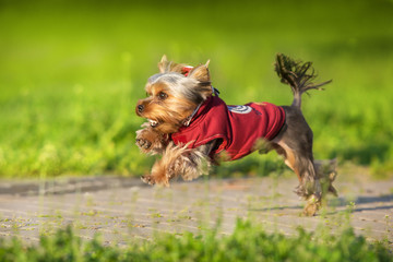 Yorkshire Terrier run fast on green spring park road