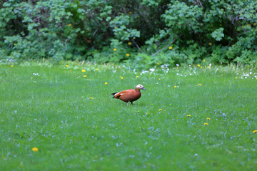 Brown-white adult female duck on a green lawn