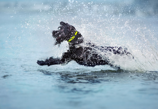 Giant Schnauzer Dog Running In The Water