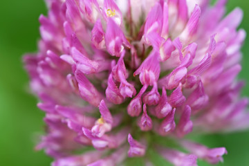 Clover flower macro