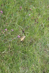 butterfly and flowers in the grass