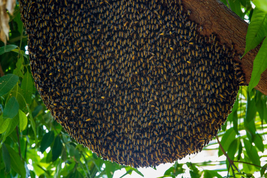Big Bee hive honeycomb on branch of tree in nature