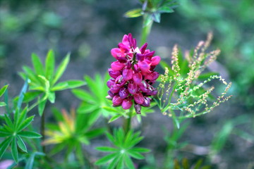 blue flowers in the garden