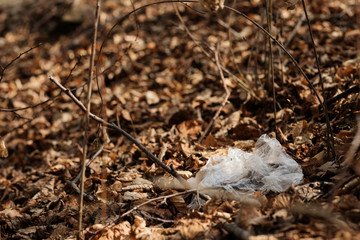 woman picking up dump on dirty forest
