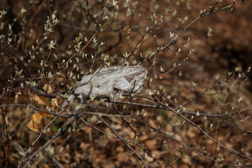woman picking up dump on dirty forest