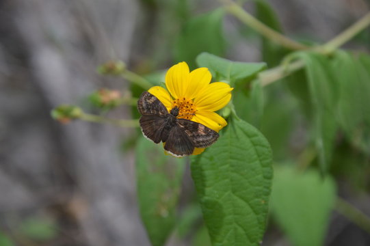 Borboleta em flor