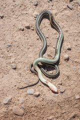 Road Accident - Victim Garter Snake