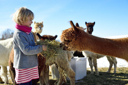 Girl feeding alpacas with hay on a field in winter