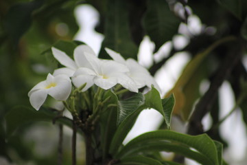 Flor branca