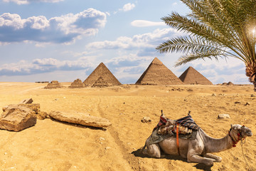 The Great Pyramids: desert of Giza scenery with a camel and palm trees, Egypt