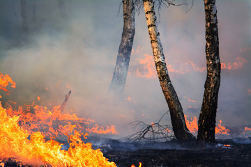 Naklejka premium Powerful forest fire caused by bonfire in forest in dry weather. Wild fire burns young forest of birch trees