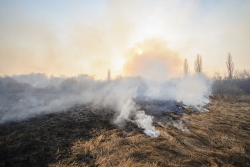 Fototapeta na wymiar Big field with smoke after wildfire. All grass and trees are burnt after forest fire