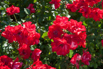 rose Bush with many red flowers close up