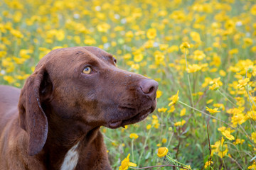 Beautiful Brown Braco German Shorthair