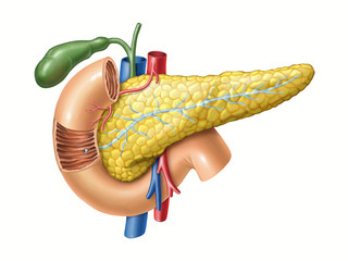 Pancreas anatomy - obrazy, fototapety, plakaty