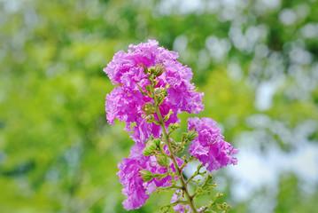 Close-up Bunch of Pink Flowers Against Blurred Green Leaves Background