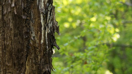 오래된 나무의 증명