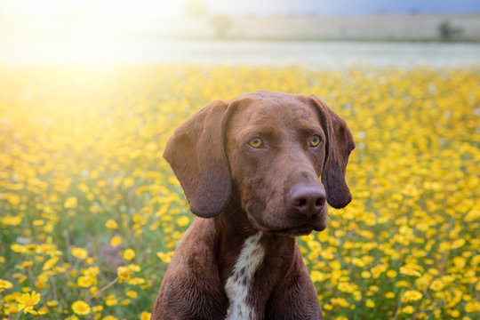 Beautiful Brown Braco German Shorthair