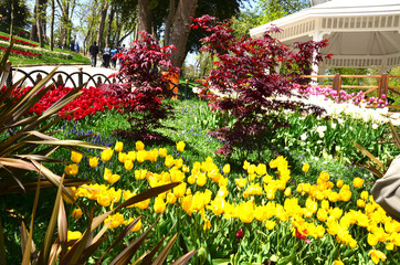 flowers in the garden