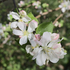 white and pink flowers of apple tree close up