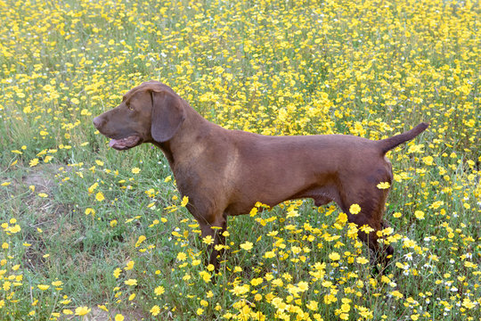 Beautiful Brown Braco German Shorthair