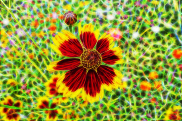 beautiful abstract fractal picture of a flower