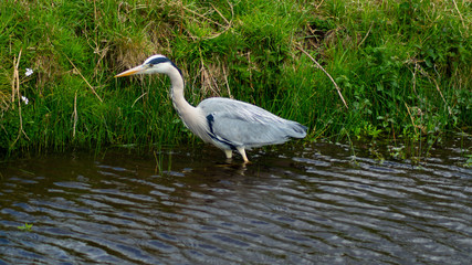 Large Grey Heron, Ardeidae, Single Bird Close Up, eyeline low angle view, searcing for food on riverbank