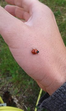 Coccinelle 