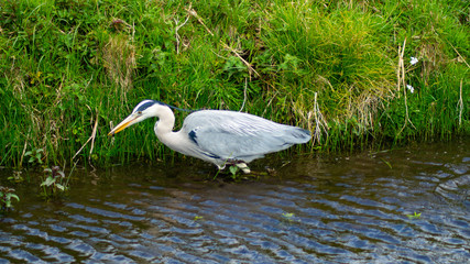 Large Grey Heron, Ardeidae, Single Bird Close Up, eyeline low angle view, searcing for food on riverbank