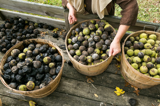  Fall on the farm. Bushels of walnuts