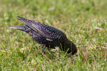 close up of starling searching for food in ground