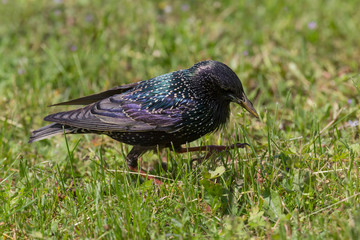 close up of starling walking in green grass